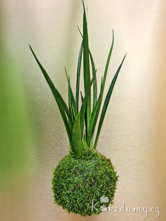 Sansevieria-kirkii-Friends_1.jpg