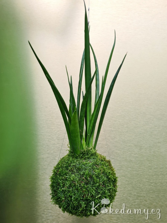Sansevieria-kirkii-Friends_2.jpg