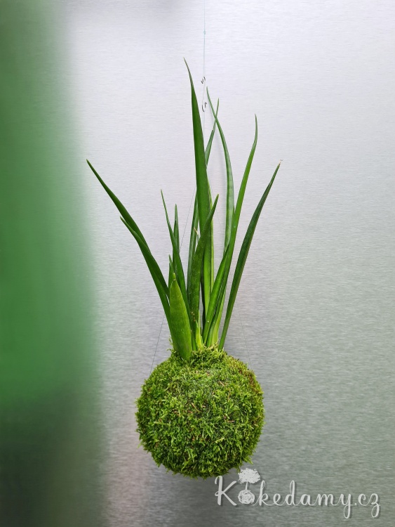 Sansevieria-kirkii-Friends_3.jpg