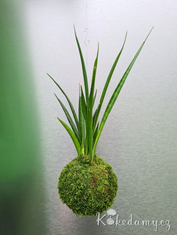Sansevieria-kirkii-Friends_4.jpg