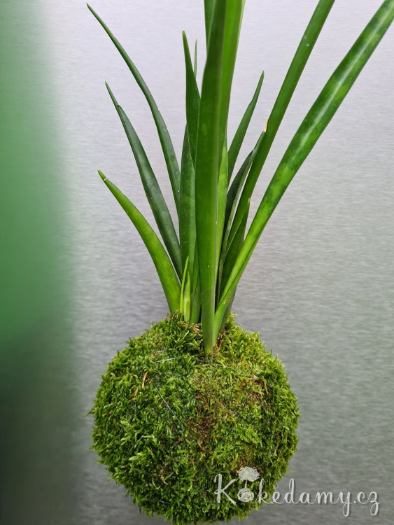 Sansevieria-kirkii-Friends_5.jpg
