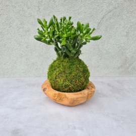 kokedama Crassula ovata Hobbit