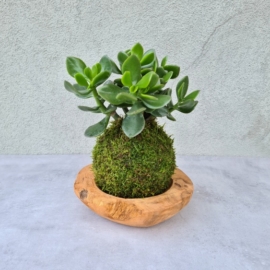 kokedama Crassula ovata