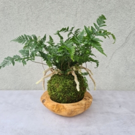 kokedama Davallia tyermanii