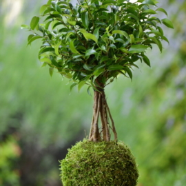 kokedama Ficus benjamina Natasja