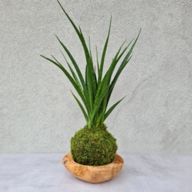 kokedama Sansevieria kirkii Friends