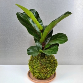 kokedama Ficus lyrata