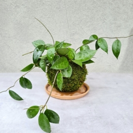 kokedama Hoya