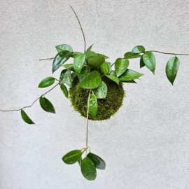 závěsná kokedama Hoya