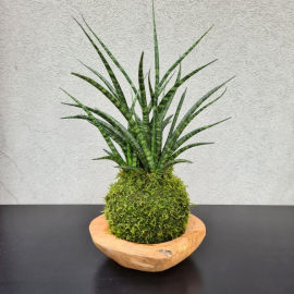kokedama Sansevieria Fernwood