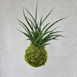 Závěsná kokedama Sansevieria Fernwood